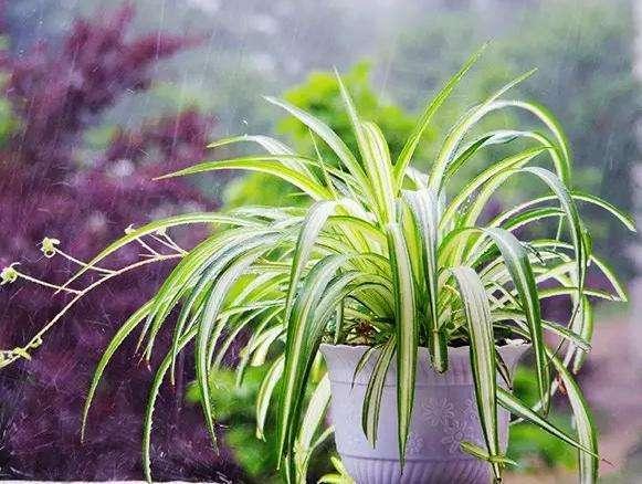 最受歡迎的4種吊蘭，圖片給你看，你能認出來嗎？