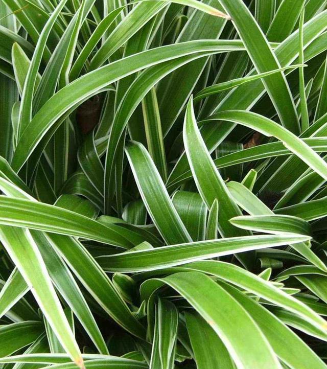 最受歡迎的4種吊蘭，圖片給你看，你能認出來嗎？