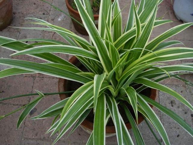 最受歡迎的4種吊蘭，圖片給你看，你能認出來嗎？