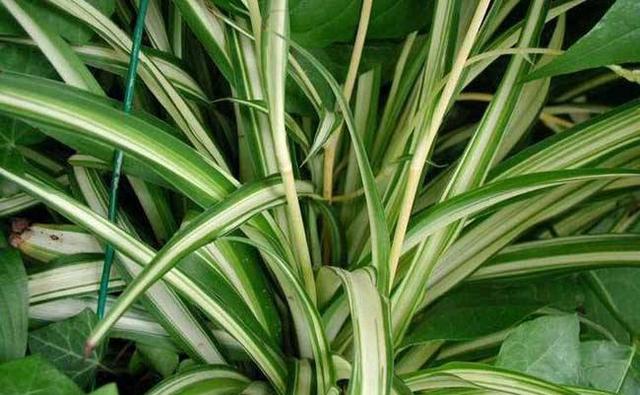 最受歡迎的4種吊蘭，圖片給你看，你能認出來嗎？