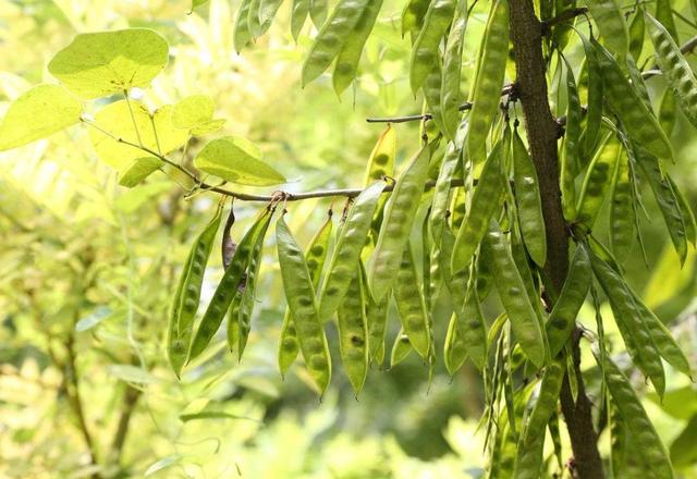 人到六十，餘生不長，覓一處靜地，慢慢地老去，可好