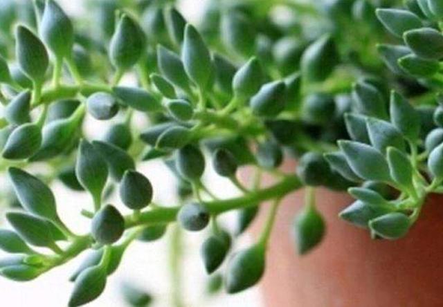 做人要懂得：這幾樣東西不能隨便藉出去，一借，煩惱就來了