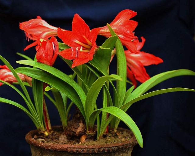 紅紅火火過新年，這6種“轉運花”，新年家裡一定要養一盆！