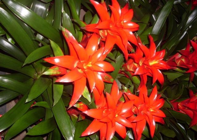 紅紅火火過新年，這6種“轉運花”，新年家裡一定要養一盆！