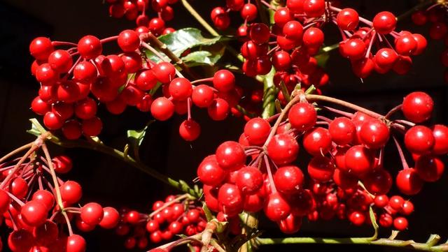 紅紅火火過新年，這6種“轉運花”，新年家裡一定要養一盆！
