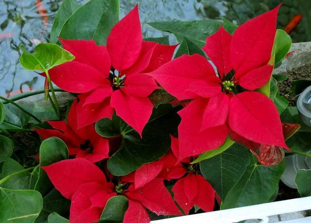 紅紅火火過新年，這6種“轉運花”，新年家裡一定要養一盆！