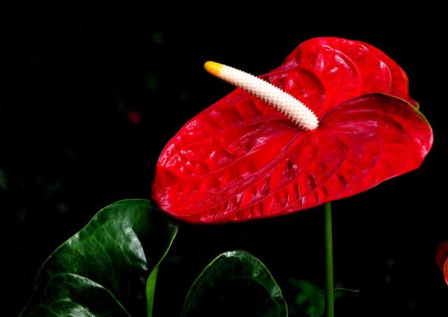 紅紅火火過新年，這6種“轉運花”，新年家裡一定要養一盆！