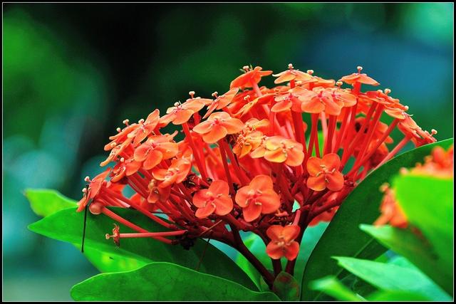 紅紅火火過新年，這6種“轉運花”，新年家裡一定要養一盆！