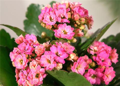 養長壽花，用幾個小妙招，一年四季都開花！