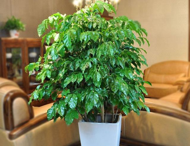 這四種樹“扦插”成活率很高！ 冬天枝條插土裡，一個月就能冒白根