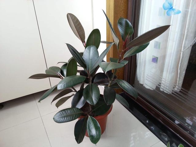 這四種樹“扦插”成活率很高！ 冬天枝條插土裡，一個月就能冒白根