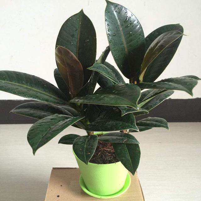 這四種樹“扦插”成活率很高！ 冬天枝條插土裡，一個月就能冒白根