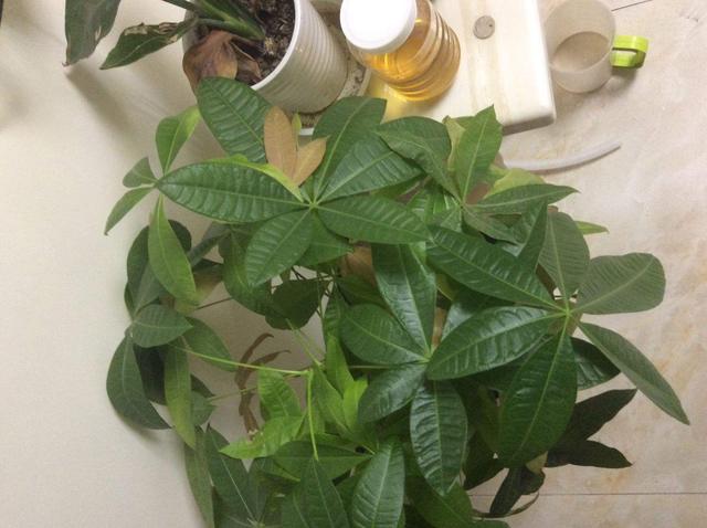 這四種樹“扦插”成活率很高！ 冬天枝條插土裡，一個月就能冒白根