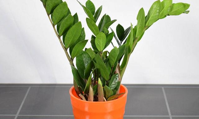 這四種樹“扦插”成活率很高！ 冬天枝條插土裡，一個月就能冒白根