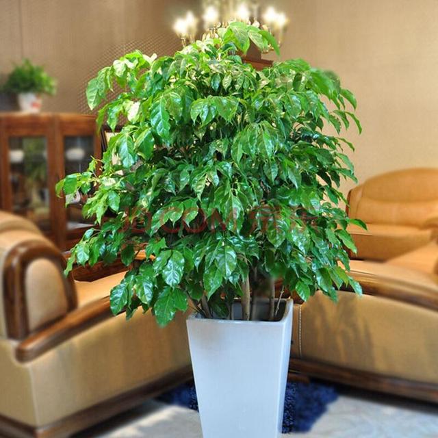 這四種樹“扦插”成活率很高！ 冬天枝條插土裡，一個月就能冒白根