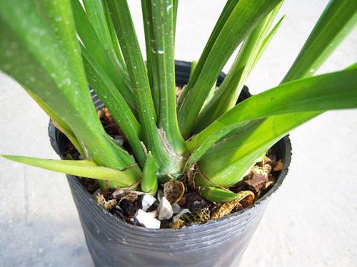 蘭花不再是“文人雅士”專屬！ 當它走進百姓家，提升不少居家格局