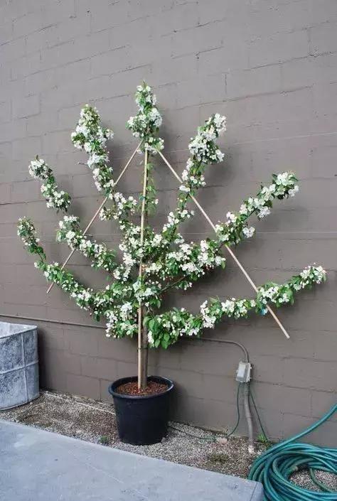 樹種成圍牆，美到無法形容，還有果子吃！ （附教程）