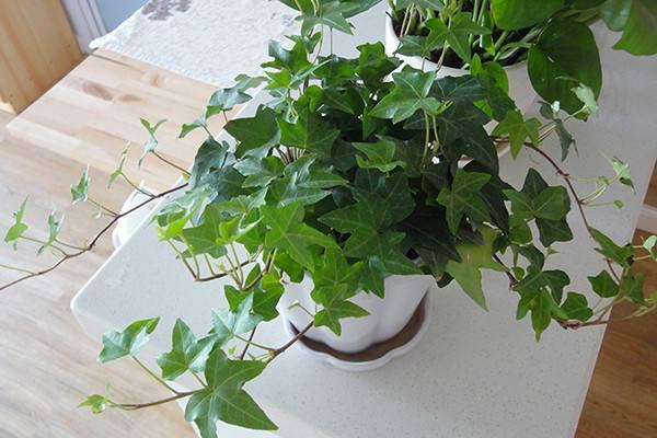 衛生間沒窗戶？ 養這4種花，耐陰好活，關鍵：除臭、殺菌，空氣好