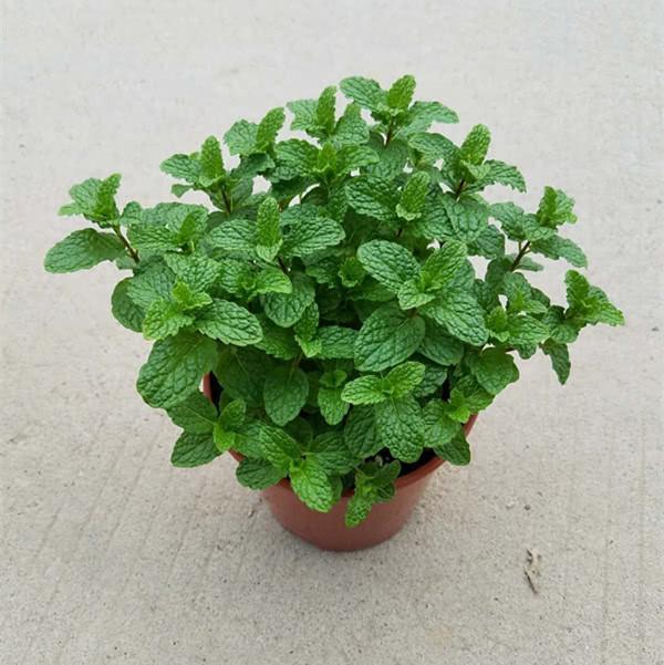 衛生間沒窗戶？ 養這4種花，耐陰好活，關鍵：除臭、殺菌，空氣好