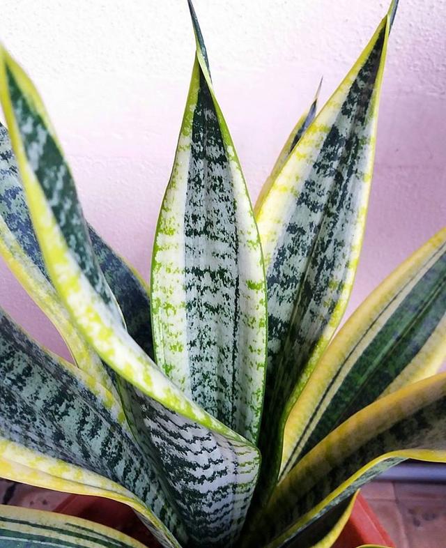 衛生間沒窗戶？ 養這4種花，耐陰好活，關鍵：除臭、殺菌，空氣好