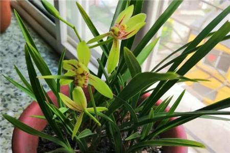 蘭花扦插要用對方法，教你一招，成活率高還簡單！