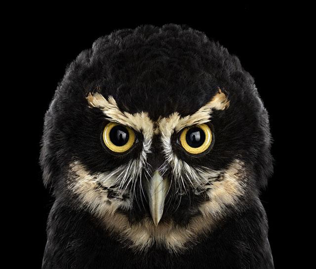 貓頭鷹你見過嗎？ 一起來看看攝影師鏡頭下這群可愛的精靈！