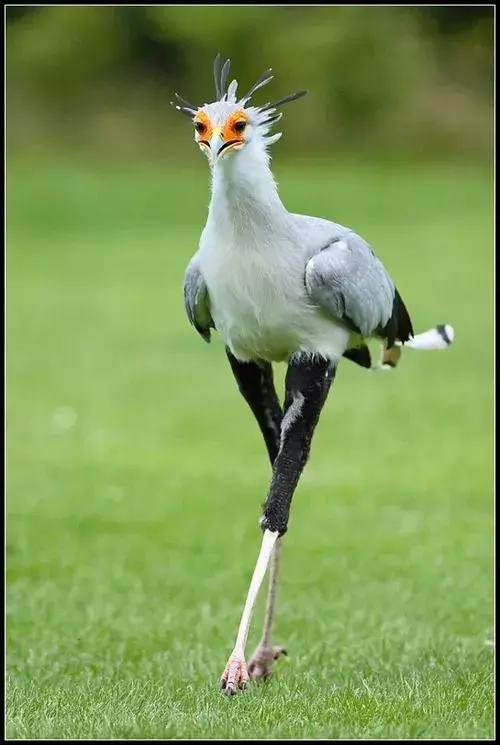 最後一發！ 全球最齊罕見怪鳥大全，見過5種算你牛！