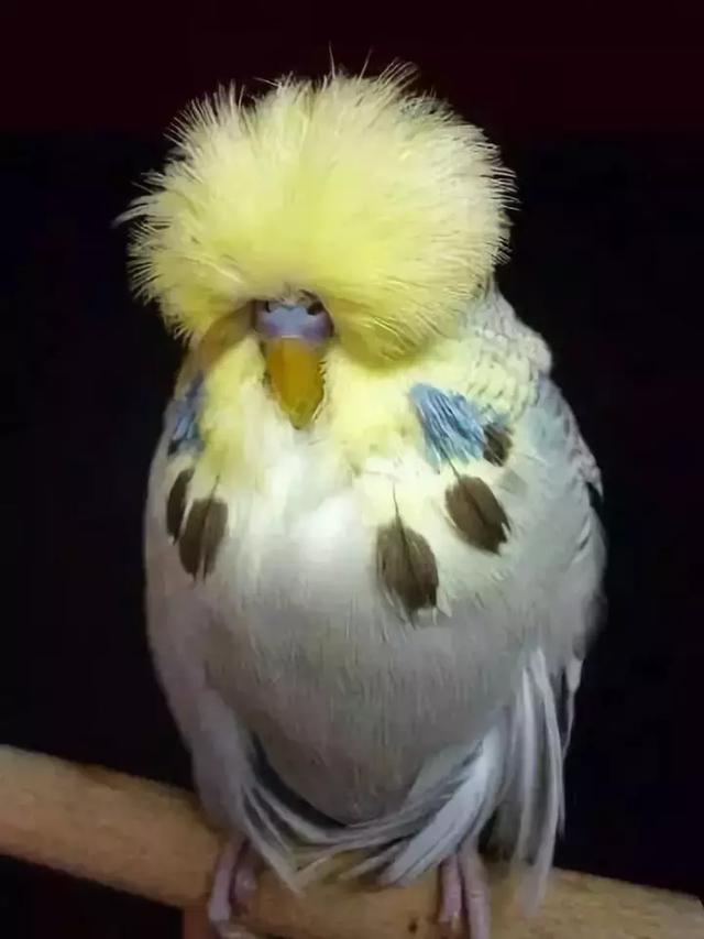 最後一發！ 全球最齊罕見怪鳥大全，見過5種算你牛！