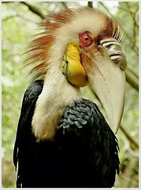 最後一發！ 全球最齊罕見怪鳥大全，見過5種算你牛！