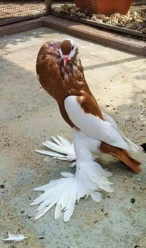 最後一發！ 全球最齊罕見怪鳥大全，見過5種算你牛！