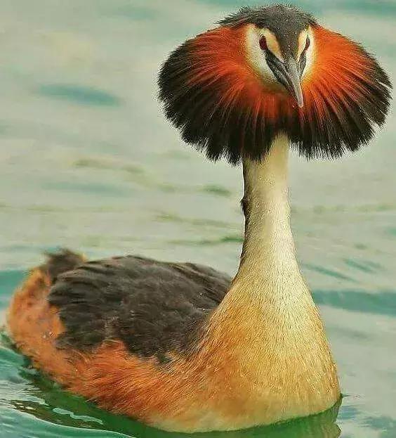 最後一發！ 全球最齊罕見怪鳥大全，見過5種算你牛！