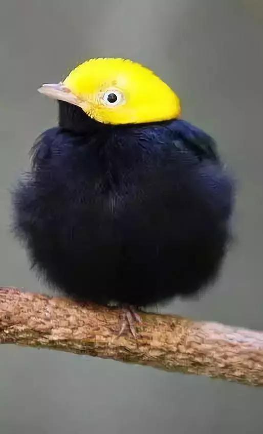 最後一發！ 全球最齊罕見怪鳥大全，見過5種算你牛！