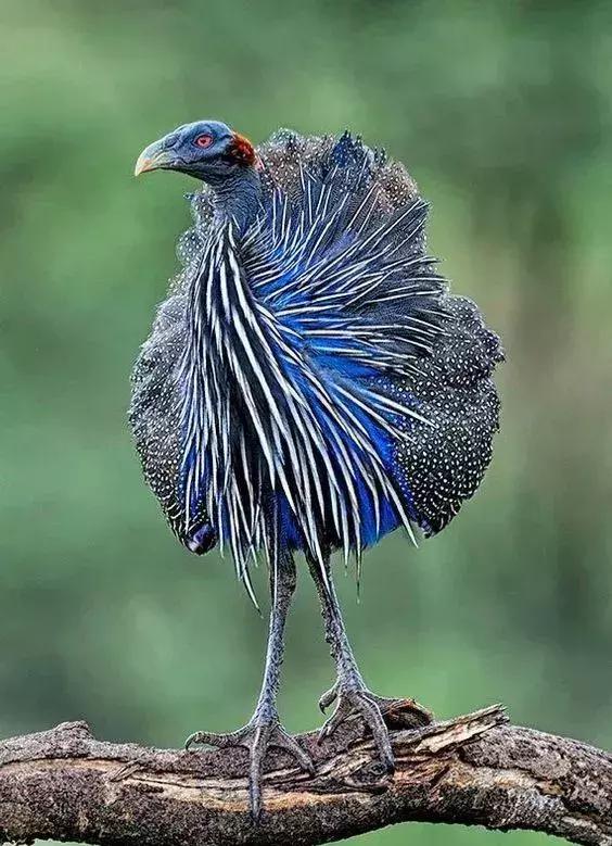 最後一發！ 全球最齊罕見怪鳥大全，見過5種算你牛！