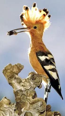 最後一發！ 全球最齊罕見怪鳥大全，見過5種算你牛！