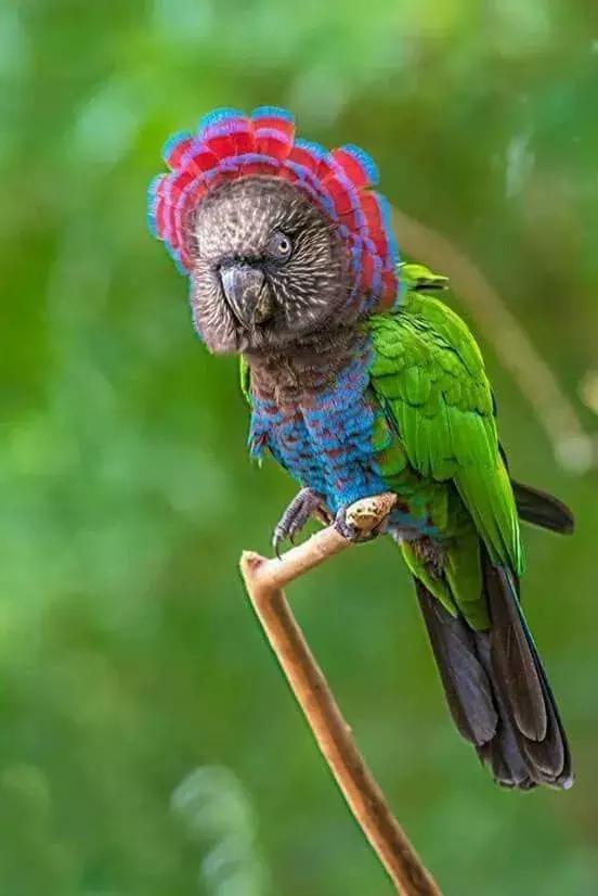 最後一發！ 全球最齊罕見怪鳥大全，見過5種算你牛！