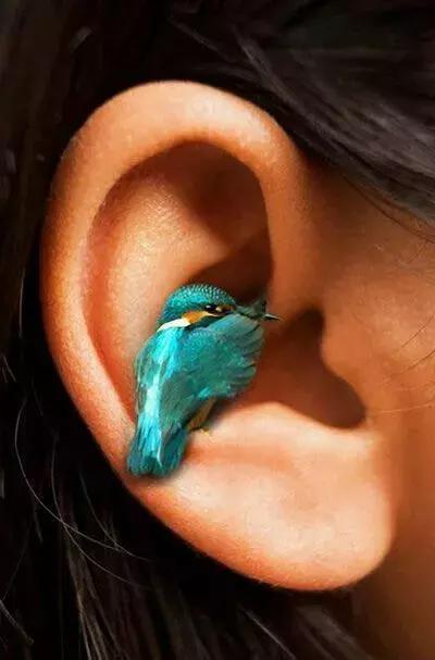 最後一發！ 全球最齊罕見怪鳥大全，見過5種算你牛！