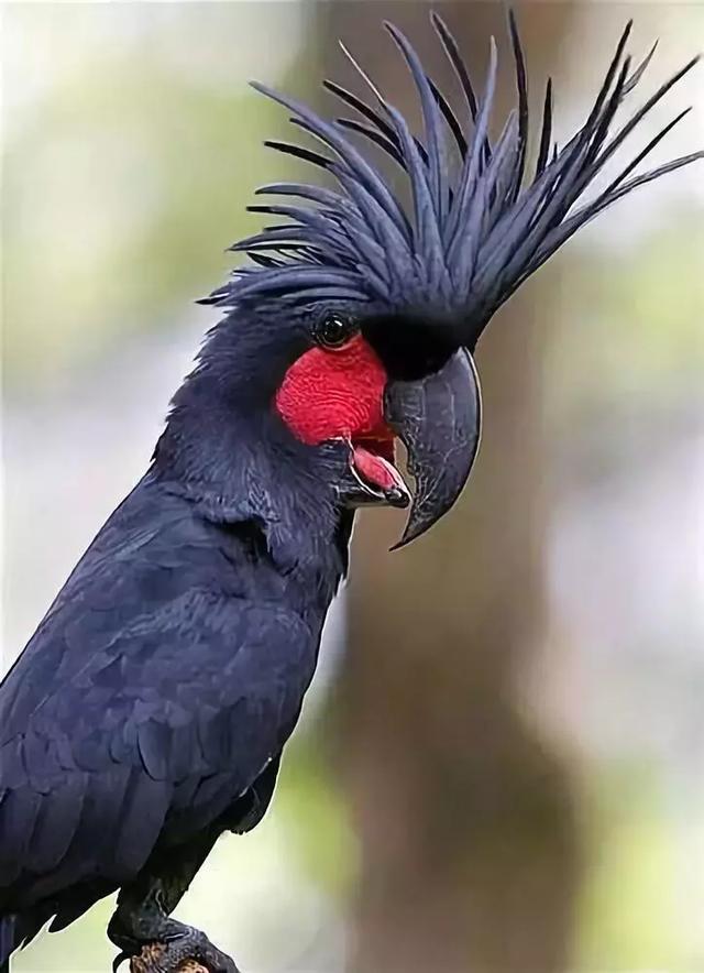 最後一發！ 全球最齊罕見怪鳥大全，見過5種算你牛！