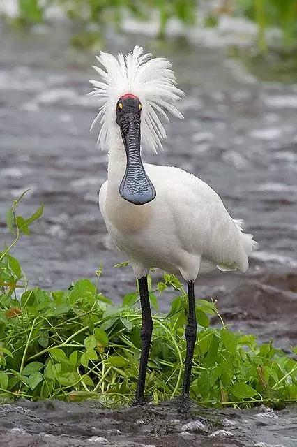 最後一發！ 全球最齊罕見怪鳥大全，見過5種算你牛！