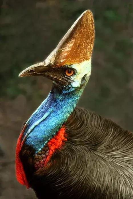 最後一發！ 全球最齊罕見怪鳥大全，見過5種算你牛！