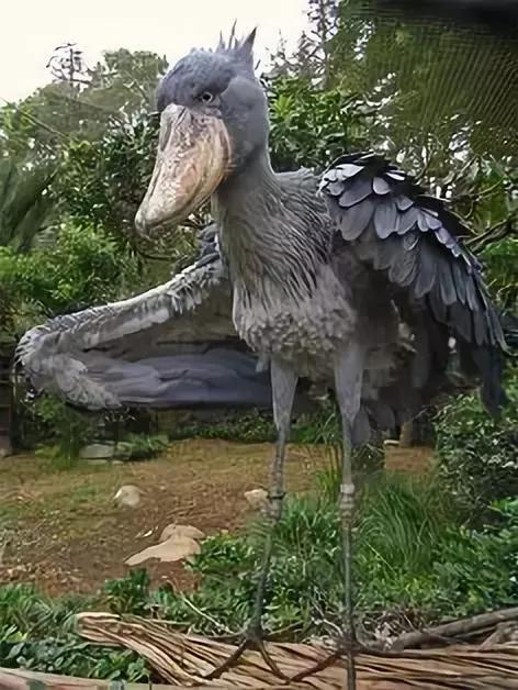 最後一發！ 全球最齊罕見怪鳥大全，見過5種算你牛！