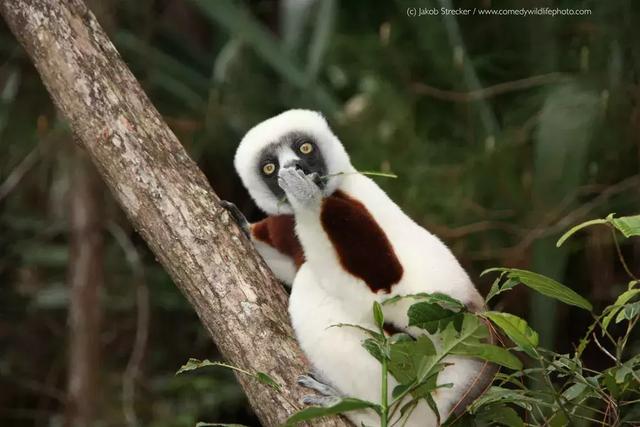 搞笑不是動物的本能，是我們的