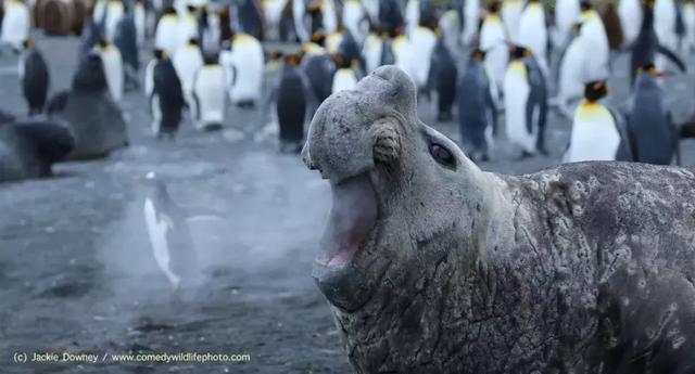 搞笑不是動物的本能，是我們的