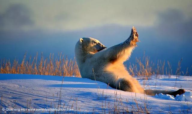 搞笑不是動物的本能，是我們的