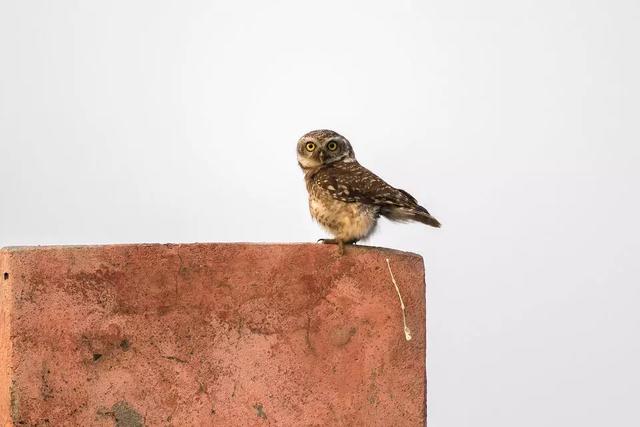 搞笑不是動物的本能，是我們的