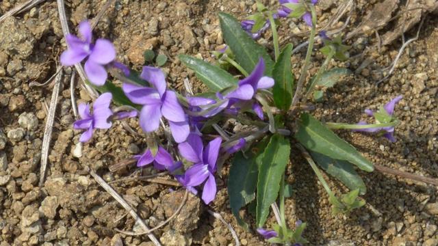 農村這30多種野草野菜，有的讓人厭惡至極，有的卻是餐桌極品