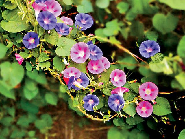 農村這30多種野草野菜，有的讓人厭惡至極，有的卻是餐桌極品