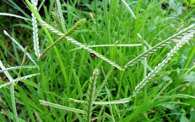 農村這30多種野草野菜，有的讓人厭惡至極，有的卻是餐桌極品