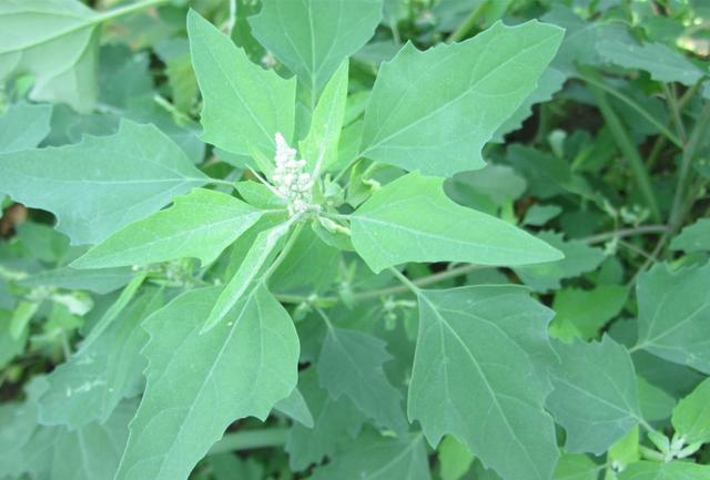 農村這30多種野草野菜，有的讓人厭惡至極，有的卻是餐桌極品