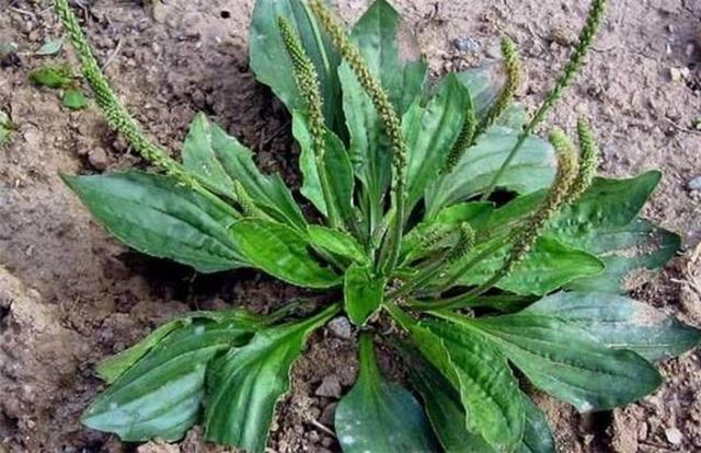 農村這30多種野草野菜，有的讓人厭惡至極，有的卻是餐桌極品