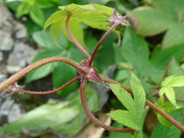 農村這30多種野草野菜，有的讓人厭惡至極，有的卻是餐桌極品